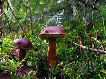  Image name: 259 Porcino.jpg 
 width: 370 pixel 
 height: 278 pixel 
 Size: 14397 bytes 
 Click to enlarge 